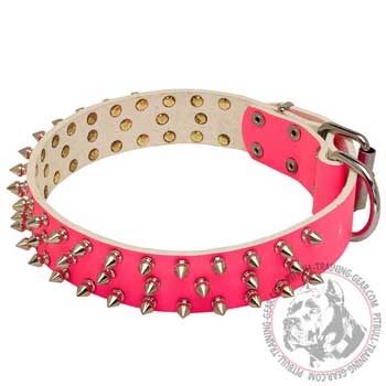 Leather Pitbull Collar with Nickel Plated Decorations