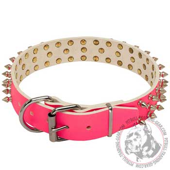 Pitbull Collar with Nickel Plated Hardware