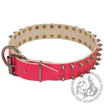 Pink Pitbull Collar with Nickel Plated Hardware