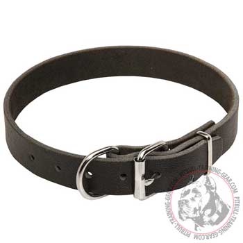 Leather Pitbull Collar with Nickel Plated Hardware