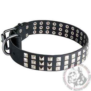 Pitbull Collar with Nickel Plated Studs
