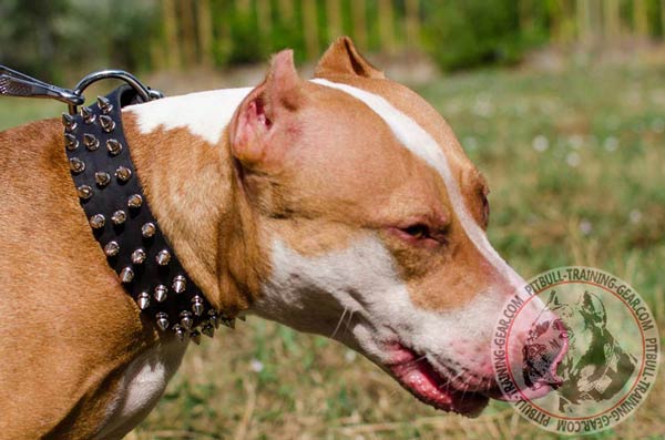 Spiked Leather Dog Collar for Pitbull Breed