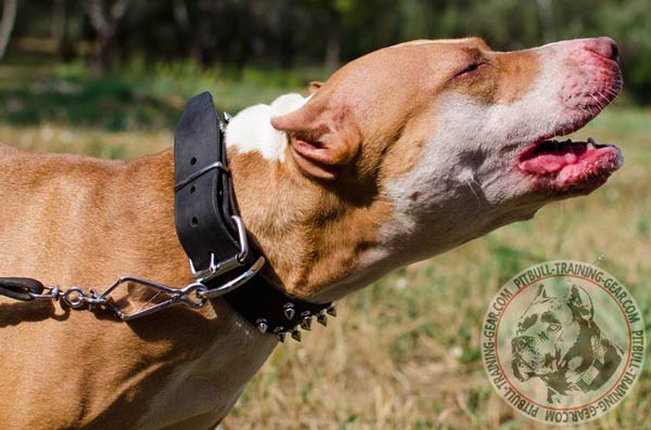 Spiked Leather Pitbull Collar with Nickel Plated Fittings for Easy Lead Attachment