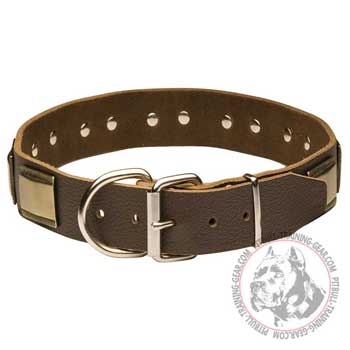 Leather Pitbull Collar with Nickel Plated Hardware