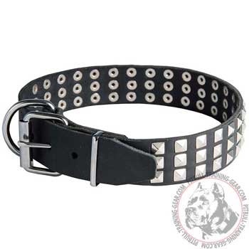 Leather Pitbull Collar with Nickel Plated Buckle