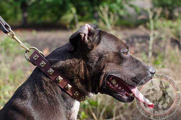 Studded Leather Dog Collar for Pitbull Breed
