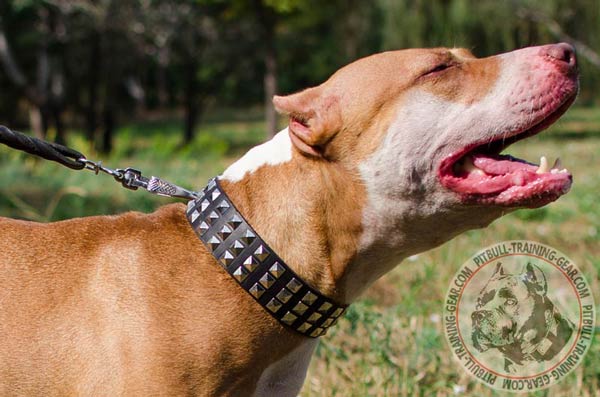 Studded Leather Dog Collar for Pitbull Breed