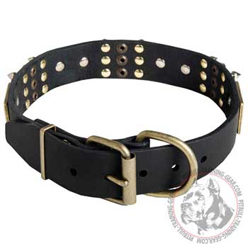 Leather Pitbull Collar with Brass Buckle