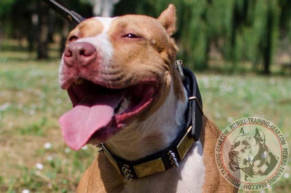 Designer Leather Dog Collar for Pitbull Breed