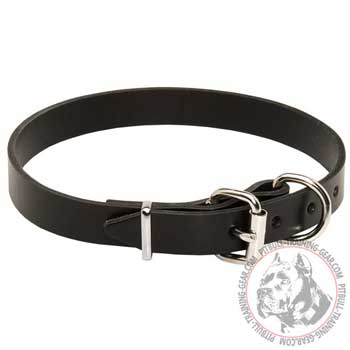 Leather Pitbull collar for walking