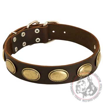 Walking Leather Dog Collar for Pitbull with Plates