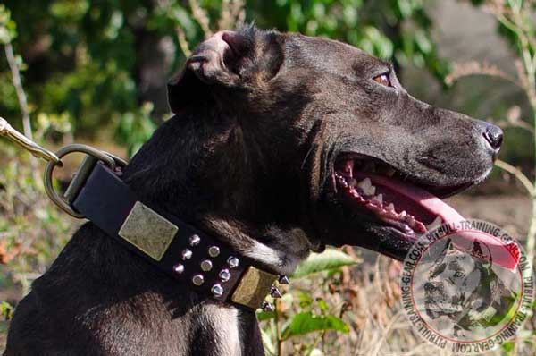 Designer Leather Dog Collar for Pitbull Breed