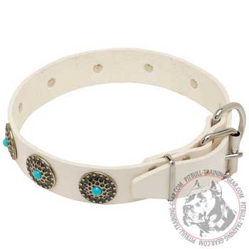 Pitbull Collar with Nickel Plated Hardware