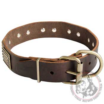 Leather Pitbull Collar with Brass Hardware for Proper Handling your Dog