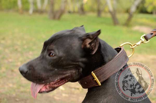 Leather Pitbull Collar with Brass Hardware for Easy Handling your Dog