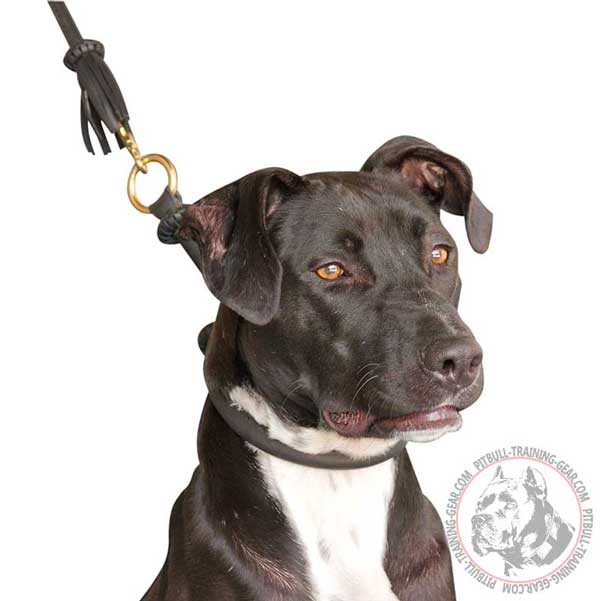 Leather Pitbull Choke Collar with Brass Ring for Easy Lead Attachment