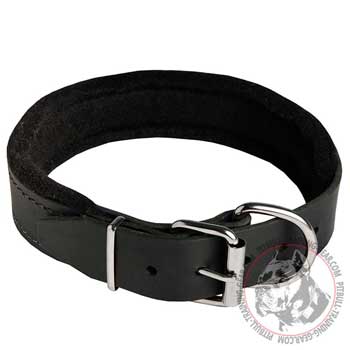 Leather Pitbull Collar with Heavy-Duty Nickel Plated Hardware