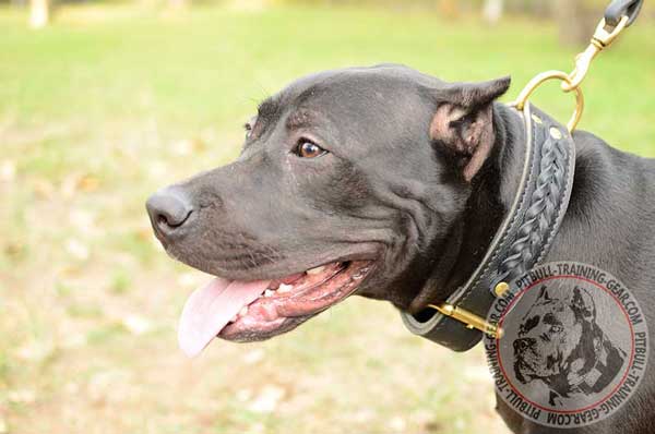 Pitbull Collar Made of Two Ply Leather