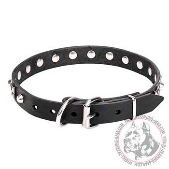 Pit Bull Dog Collar with Chrome Plated Buckle and D-ring