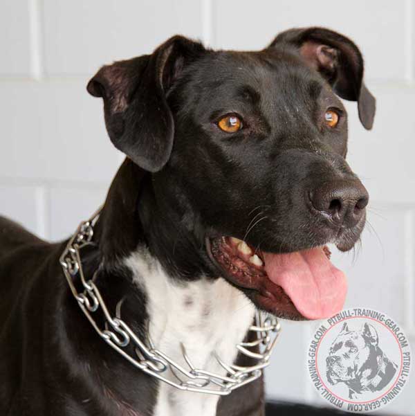 Chrome Plated Pinch Collar for Pitbull with 2.25 mm Prongs