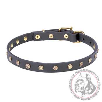 Fashion Exclusive Design Pitbull Collar