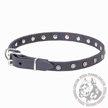 Reliable Hardware on elegant leather Pitbull collar