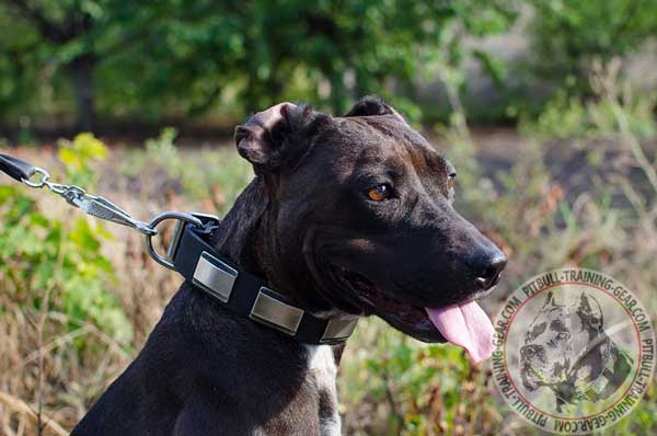 Leather Pitbull collar with nickel adornment