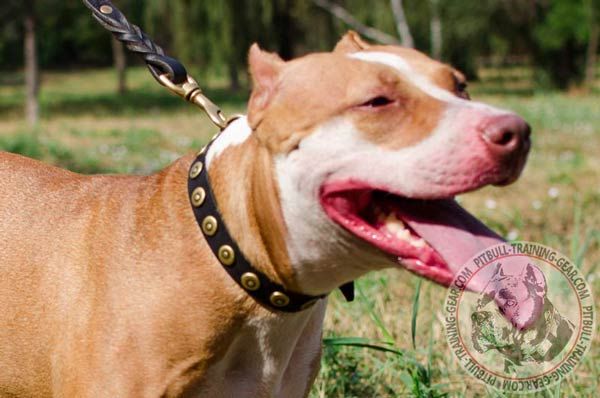 Leather Collar for Pitbull with Decor