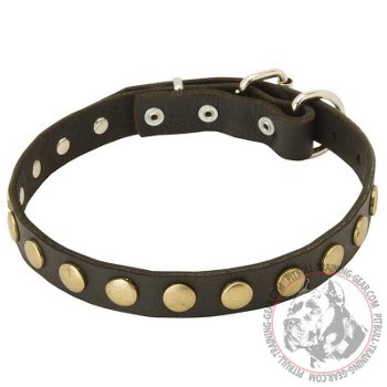 Leather Pitbull collar walking with adjustable buckle