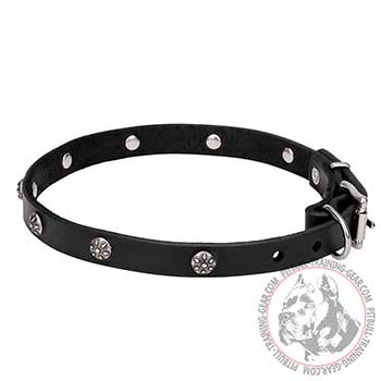 Stylish Leather Dog Collar for Pit Bulls