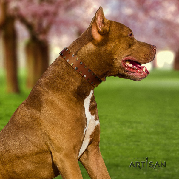 Pitbull comfortable wearing leather collar for your impressive dog