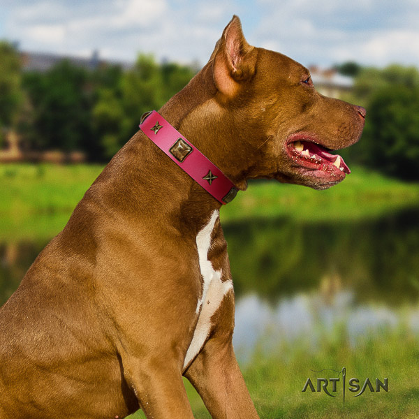 Pitbull easy wearing full grain genuine leather collar for your lovely doggie
