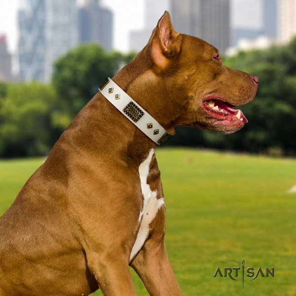 Pitbull easy wearing natural genuine leather dog collar with awesome embellishments