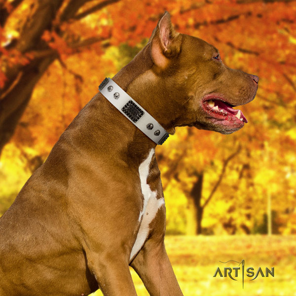 Pitbull handcrafted full grain leather dog collar with inimitable decorations