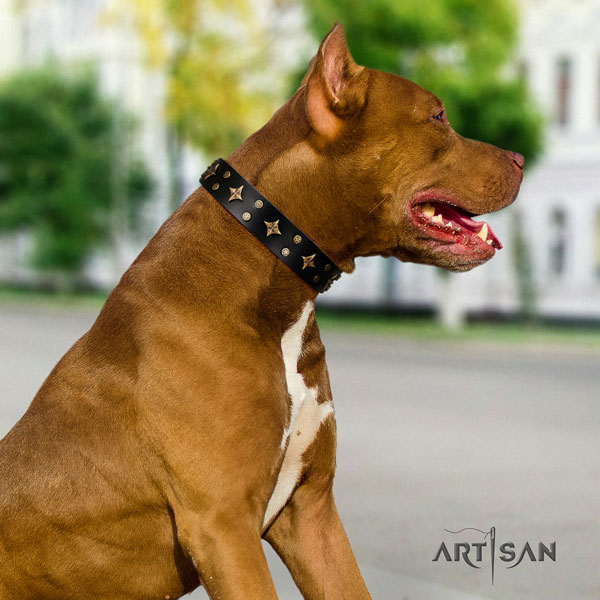 Pitbull perfect fit leather dog collar with significant decorations