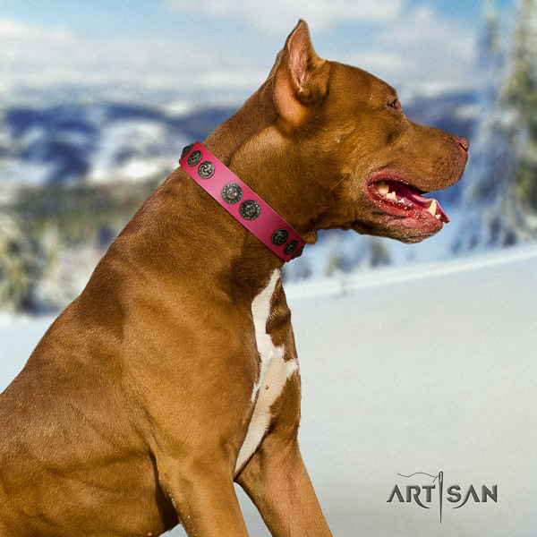 Pitbull comfortable wearing full grain natural leather collar for your stylish four-legged friend