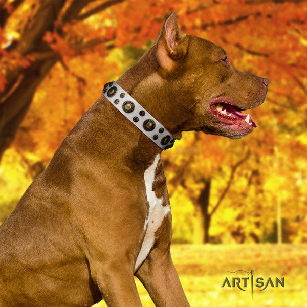 Pitbull perfect fit full grain natural leather dog collar with exquisite studs