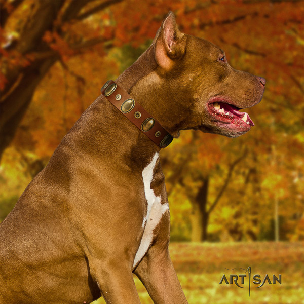 Pitbull stylish walking natural leather collar for your attractive pet