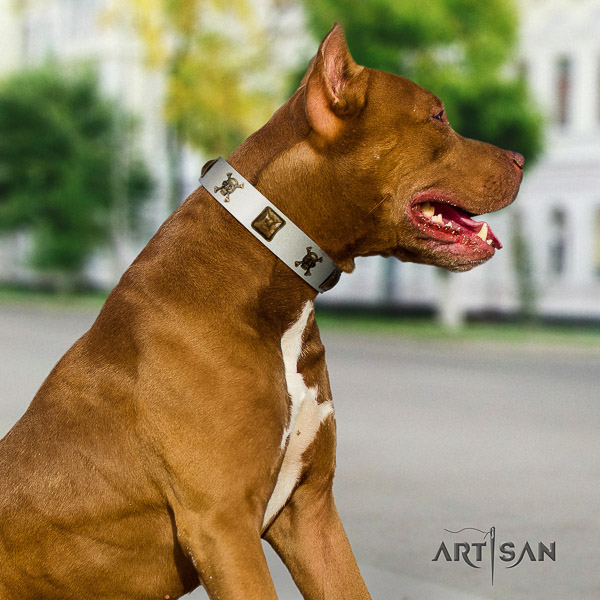 Pitbull walking leather collar for your lovely doggie