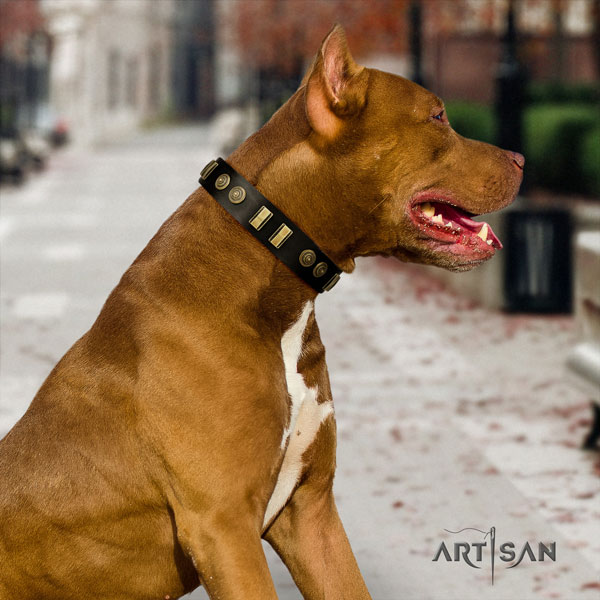 Pitbull best quality full grain genuine leather dog collar with stylish design decorations