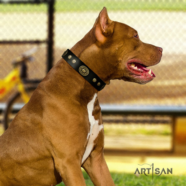 Pitbull handcrafted full grain natural leather dog collar with significant adornments