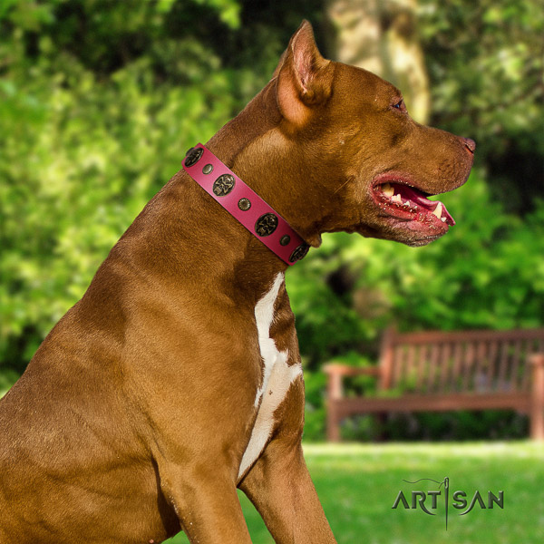 Pitbull daily walking natural leather collar for your stylish four-legged friend