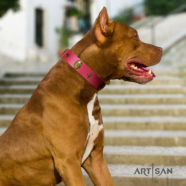 Pitbull daily use leather collar for your beautiful pet