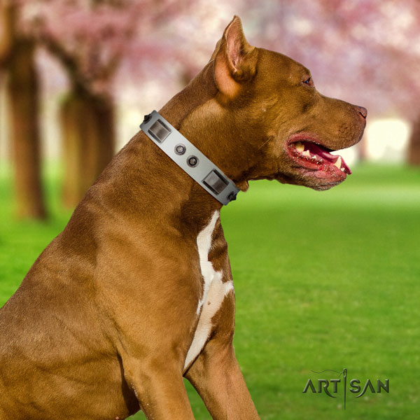 Pitbull convenient leather dog collar with exceptional studs