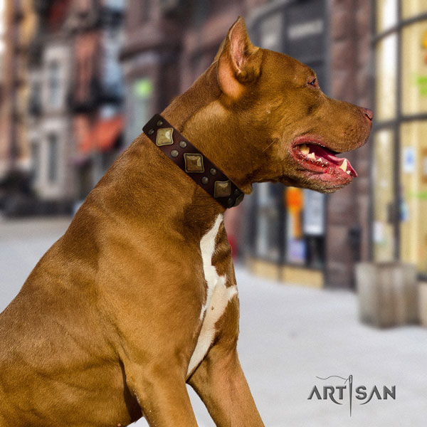 Pitbull perfect fit full grain natural leather dog collar with trendy decorations
