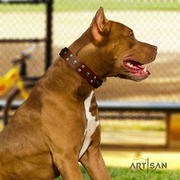 Pitbull convenient leather dog collar with extraordinary decorations