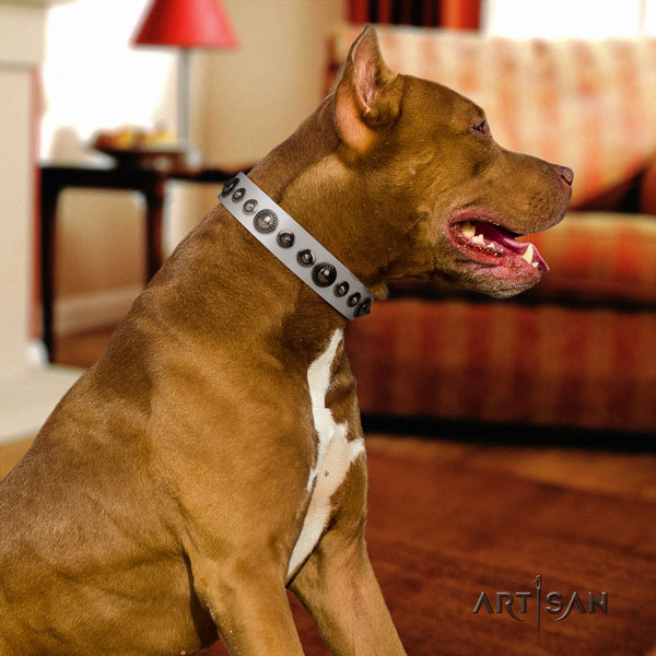 Pitbull top quality natural genuine leather dog collar with significant embellishments