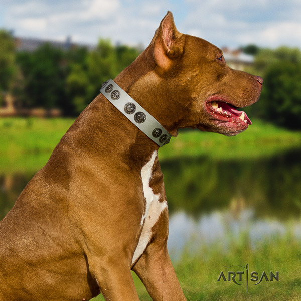 Pitbull basic training full grain natural leather collar for your stylish pet