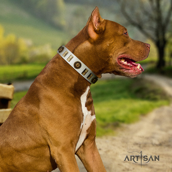 Pitbull basic training genuine leather collar for your handsome pet