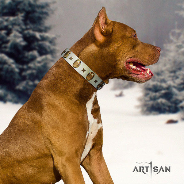 Pitbull easy wearing leather collar for your handsome doggie